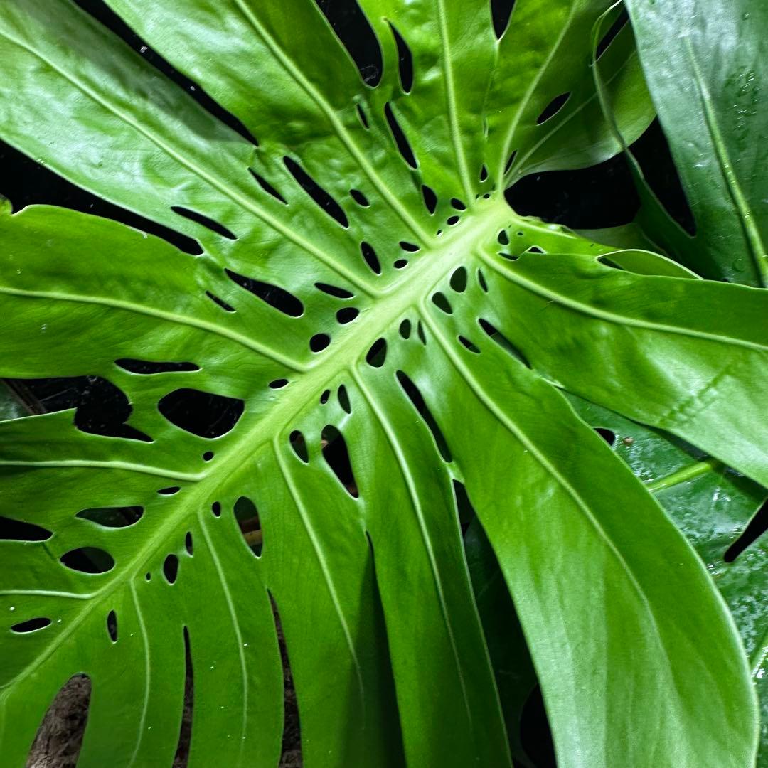 モンステラデリシオーサマクロコズム大型葉希少系統鉢植え高さ70㎝超大株