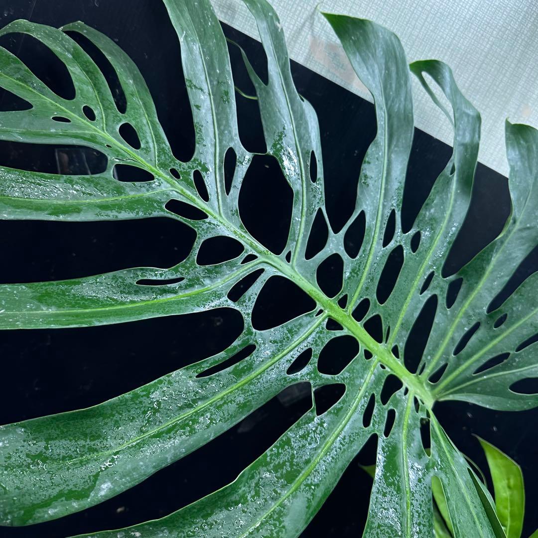 モンステラデリシオーサマクロコズム大型葉希少系統鉢植え高さ70㎝超大株