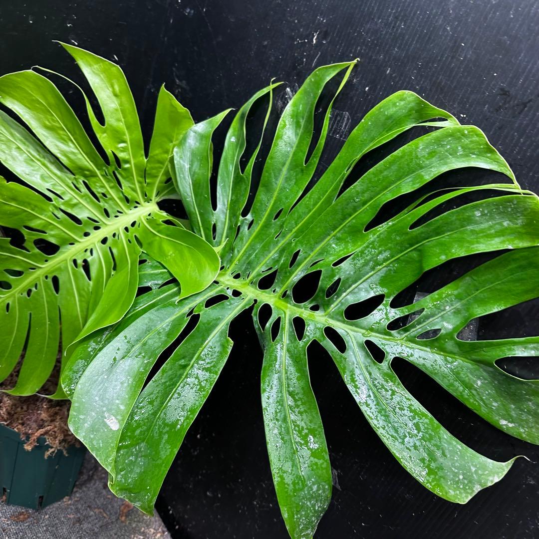 モンステラデリシオーサマクロコズム大型葉希少系統鉢植え高さ70㎝超大株