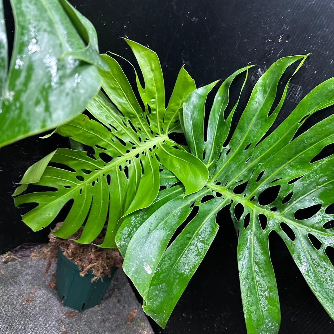 モンステラデリシオーサマクロコズム大型葉希少系統鉢植え高さ70㎝超大株