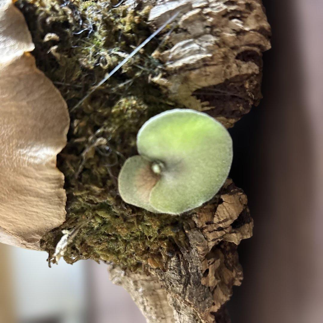 ビカクシダ　デラロッチャ（vandaka）　P. FSQ（vp#2) 子株付き