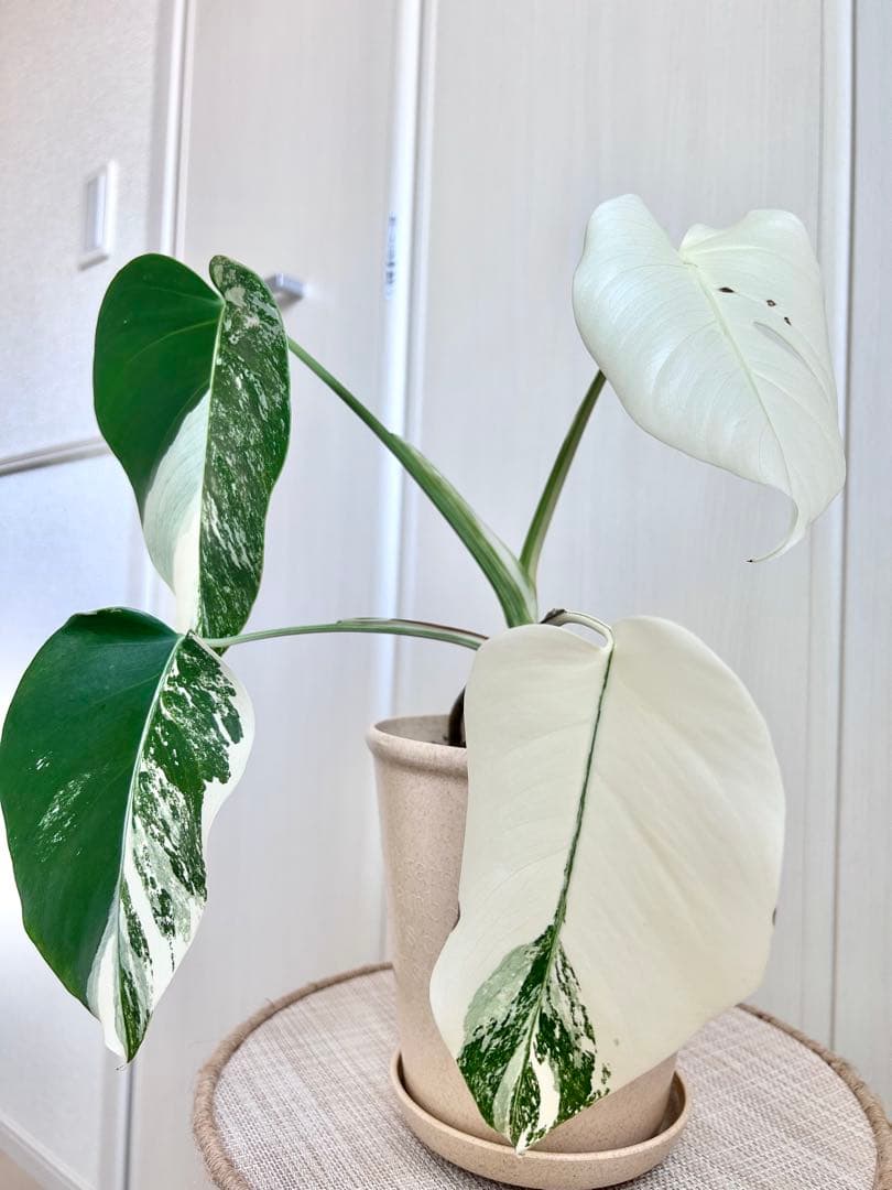 2.5cm極太の株より株分け♡フルムーン出ました！