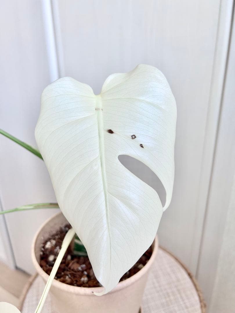 2.5cm極太の株より株分け♡フルムーン出ました！