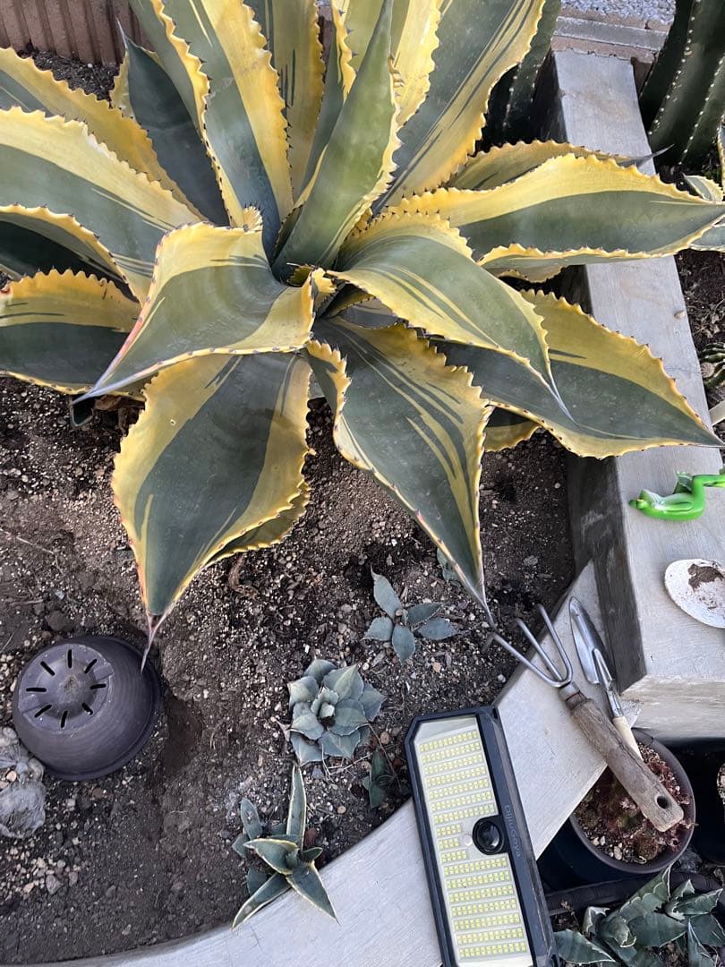 アガベ　リップルエフェクト　子株