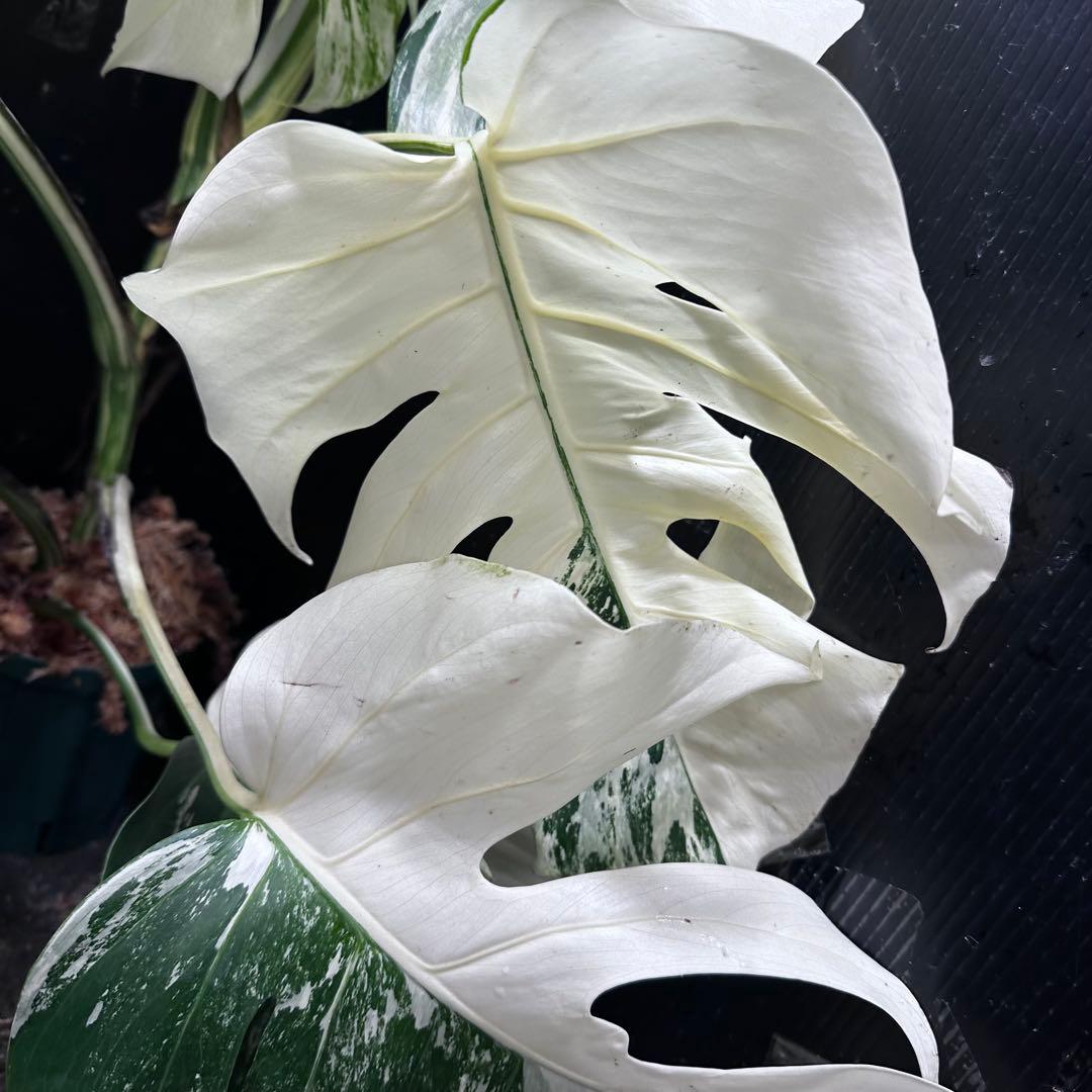 ば*ん様 斑入りモンステラ ホワイトタイガー極美大株64cm白斑多