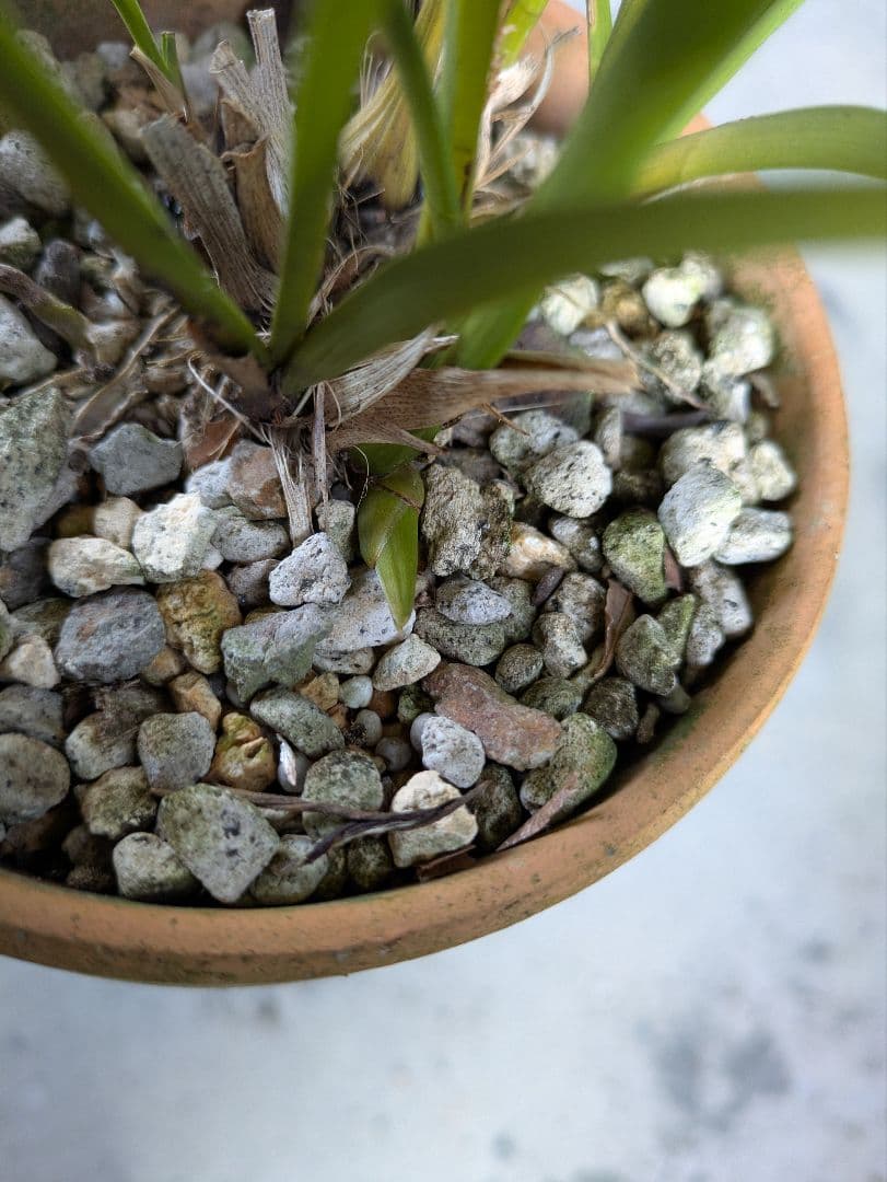 キンリョウヘン　白花　３鉢　日本蜜蜂　誘引