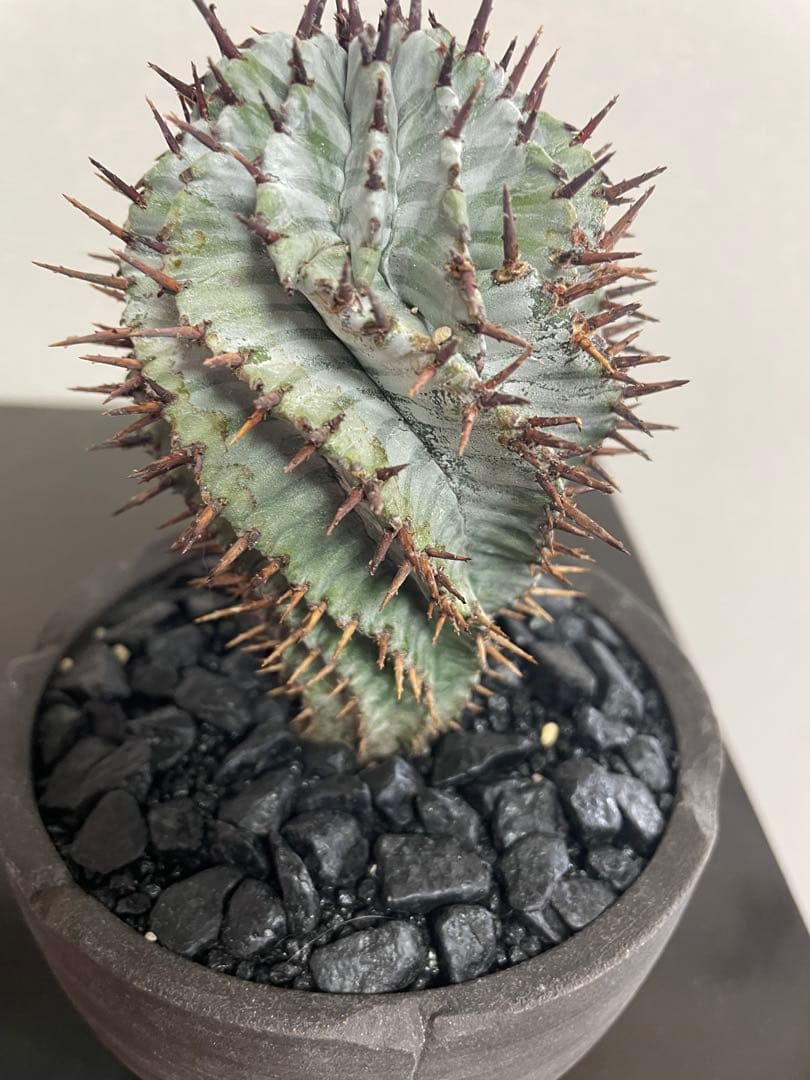 サボテンユーフォルビア