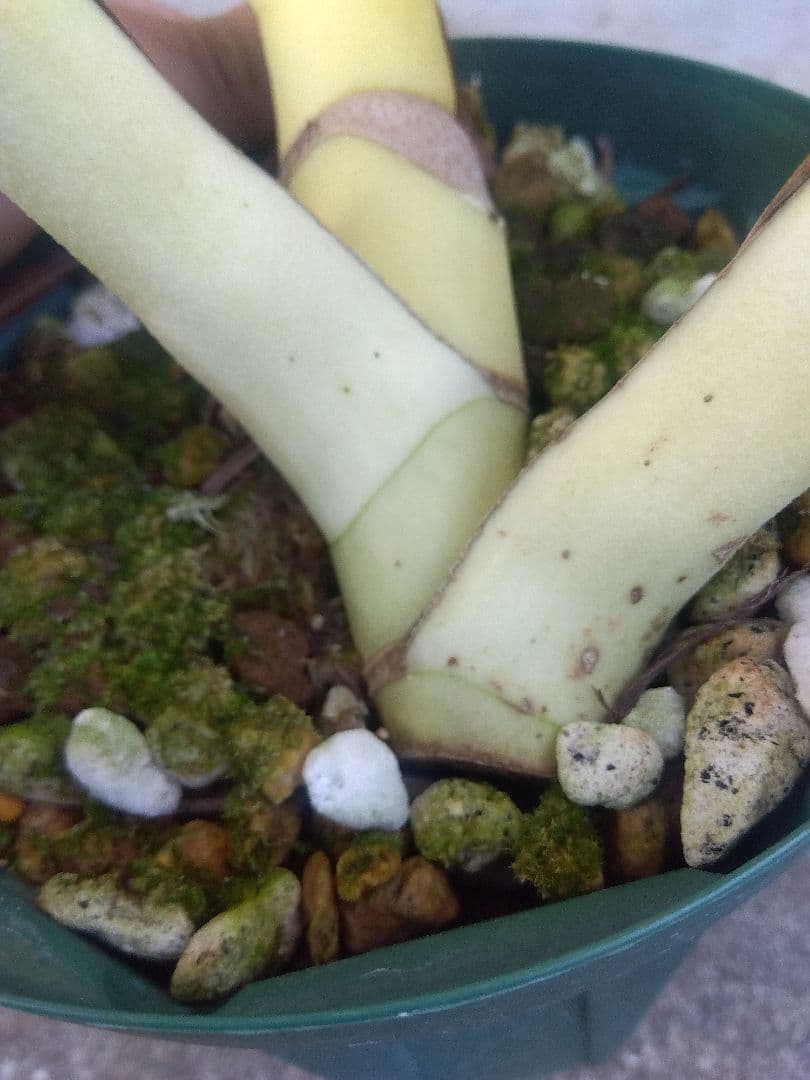 モンステラ　ボルシギアナ　ミント　５号鉢つき　超激斑❗幹まで真っ白❗