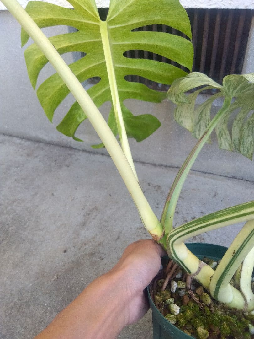 モンステラ　ボルシギアナ　ミント　５号鉢つき　超激斑❗幹まで真っ白❗