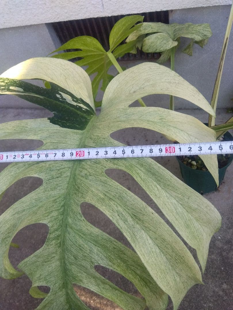 モンステラ　ボルシギアナ　ミント　５号鉢つき　超激斑❗幹まで真っ白❗