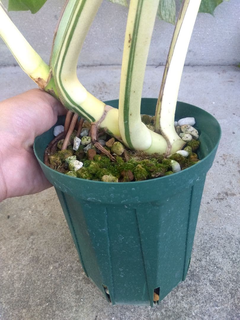 モンステラ　ボルシギアナ　ミント　５号鉢つき　超激斑❗幹まで真っ白❗