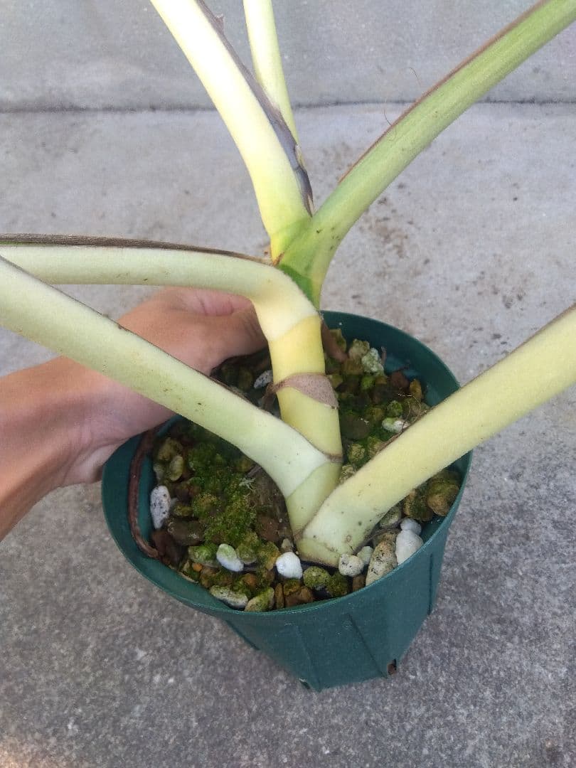 モンステラ　ボルシギアナ　ミント　５号鉢つき　超激斑❗幹まで真っ白❗