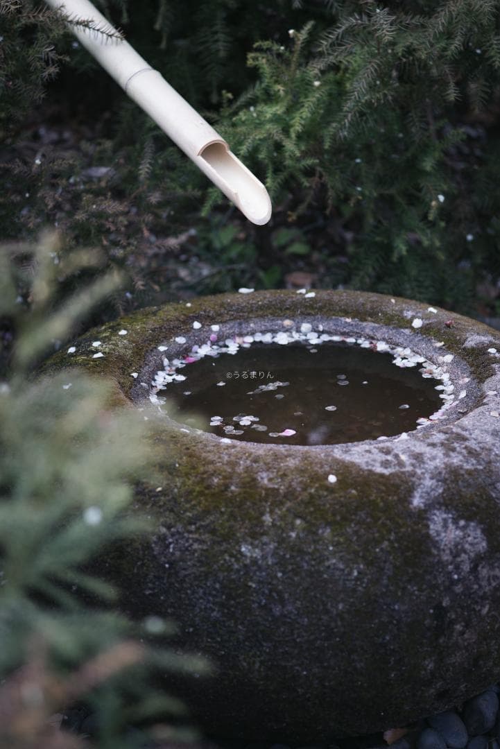 極彩色の中望遠！Carl zeiss Sonnar 100mm F3.5 MMJ