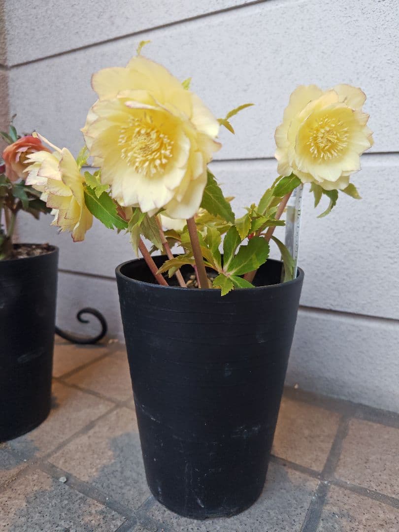 クリスマスローズ　ダブルオーレア系　広瀬園芸