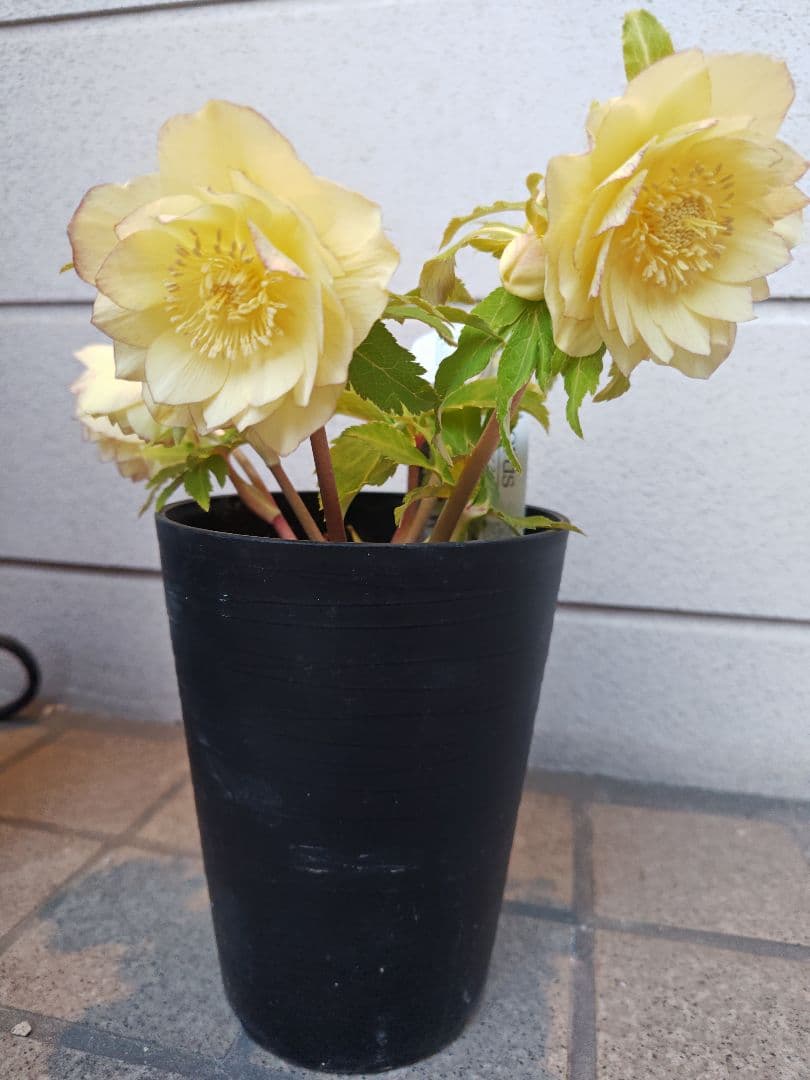 クリスマスローズ　ダブルオーレア系　広瀬園芸