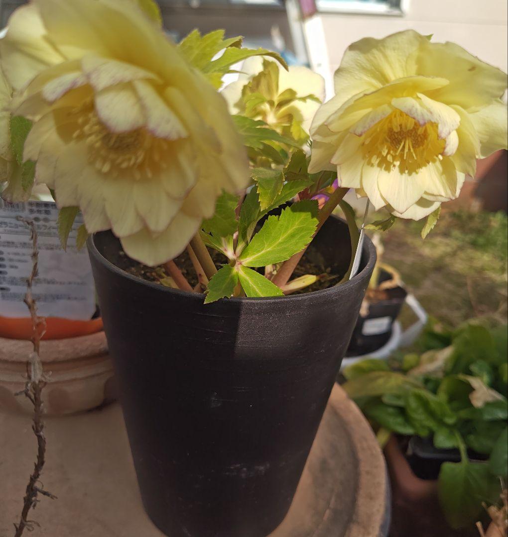 クリスマスローズ　ダブルオーレア系　広瀬園芸