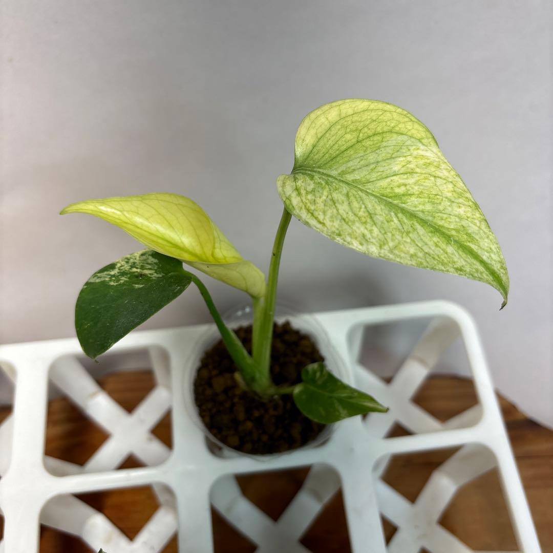 モ*～様 5株セットms16 【特別選抜】ホワイトモンスター／天津蘭 モンステラ