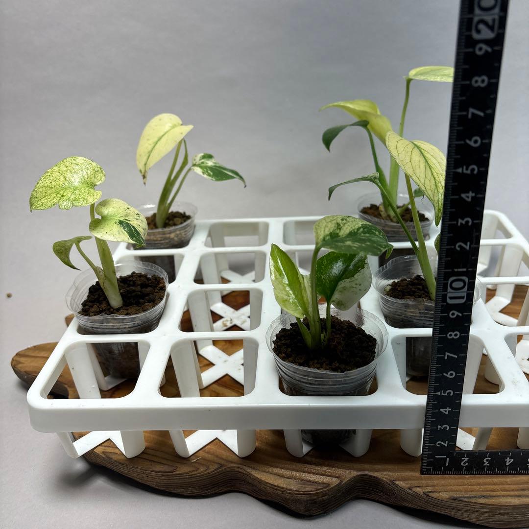 モ*～様 5株セットms16 【特別選抜】ホワイトモンスター／天津蘭 モンステラ