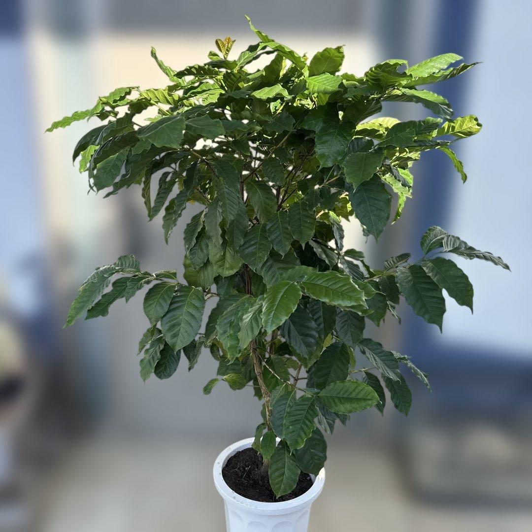 コーヒーの木 約1.4メートル 白鉢