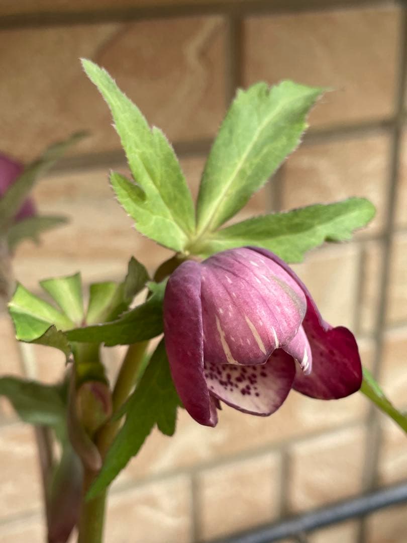 【広瀬園芸】　絞りピンクスポットdd クリスマスローズ　苗