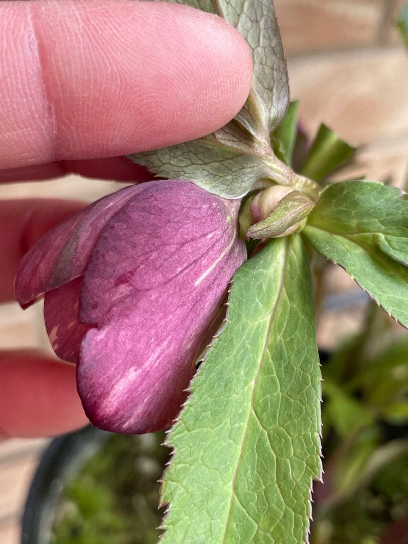 【広瀬園芸】　絞りピンクスポットdd クリスマスローズ　苗