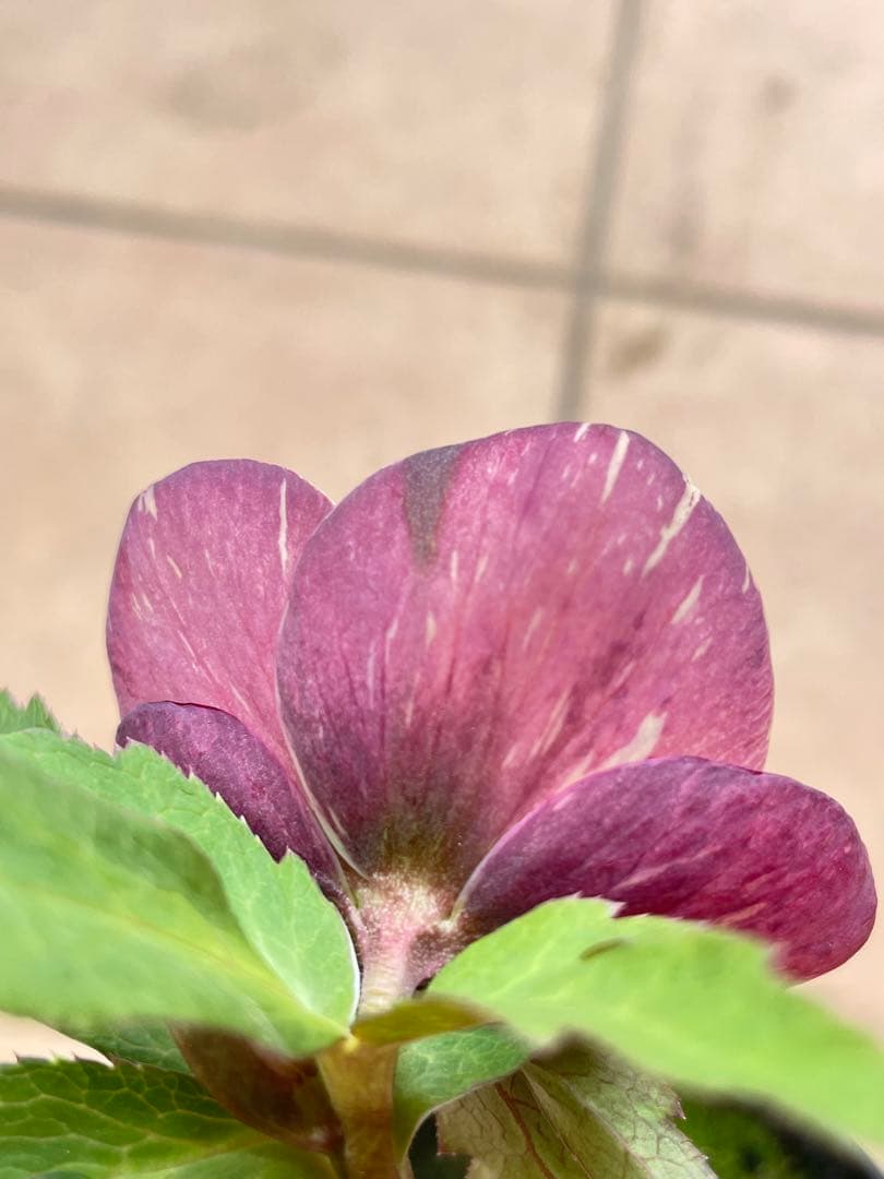 【広瀬園芸】　絞りピンクスポットdd クリスマスローズ　苗