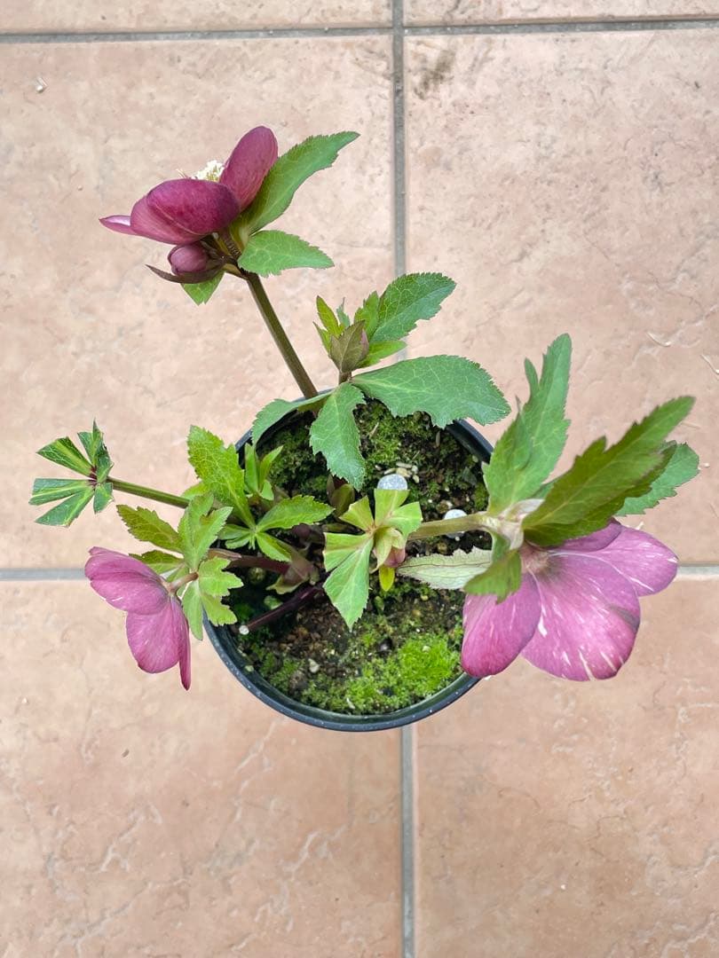 【広瀬園芸】　絞りピンクスポットdd クリスマスローズ　苗