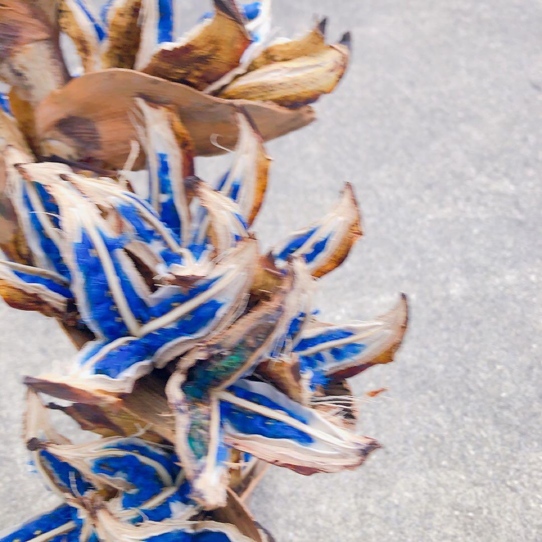 【年内最終発送12/21】タビビトノキ　12181