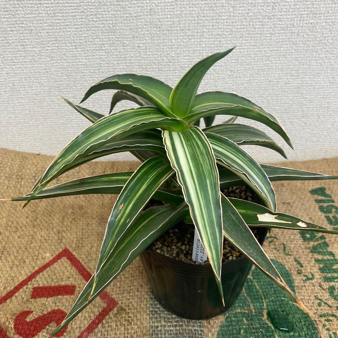 サンスベリア　Lav23251 斑入 Sansevieria Lav23251