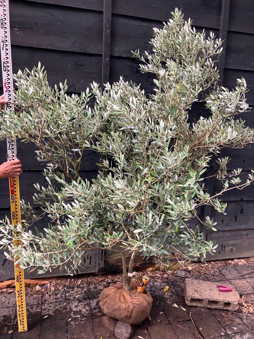 3 オリーブの木　ミッション