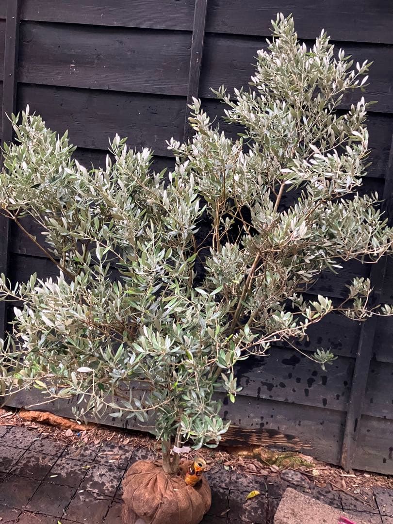 3 オリーブの木　ミッション