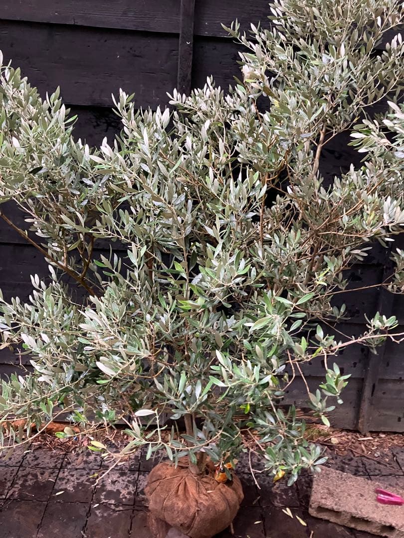 3 オリーブの木　ミッション