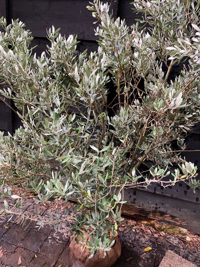 3 オリーブの木　ミッション