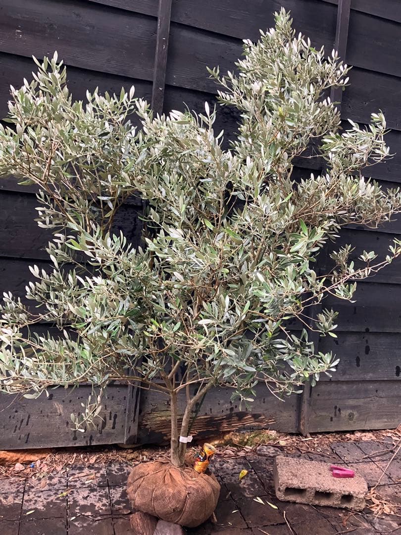 3 オリーブの木　ミッション