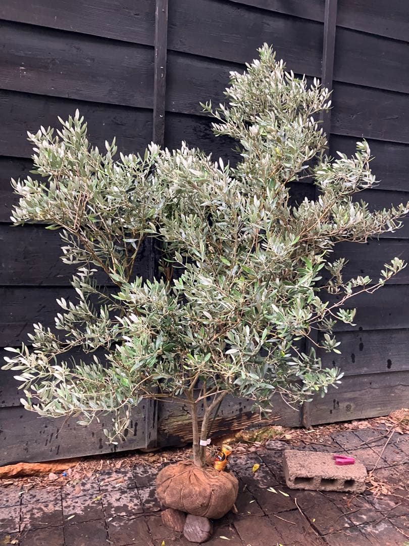 3 オリーブの木　ミッション