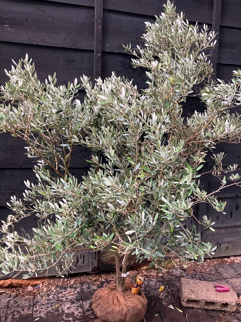 3 オリーブの木　ミッション