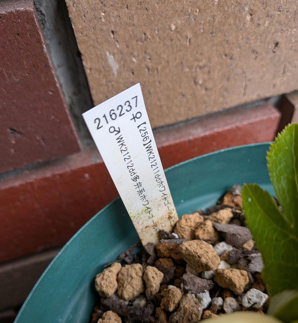 クリスマスローズ・ホワイトゴールド (ダブル咲き)