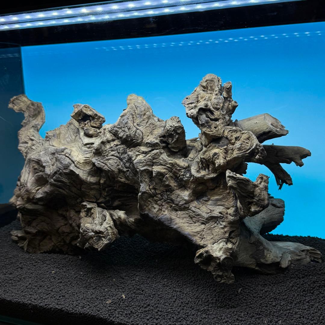 MJW-6768 ジンジャーウッド　1点物　天然流木　アクアリウム