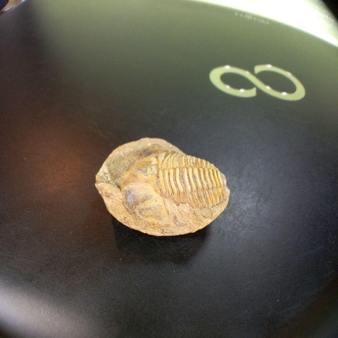 三葉虫　化石　fossil　ボリビア産　trilobite　南アメリカ化石郡⑥