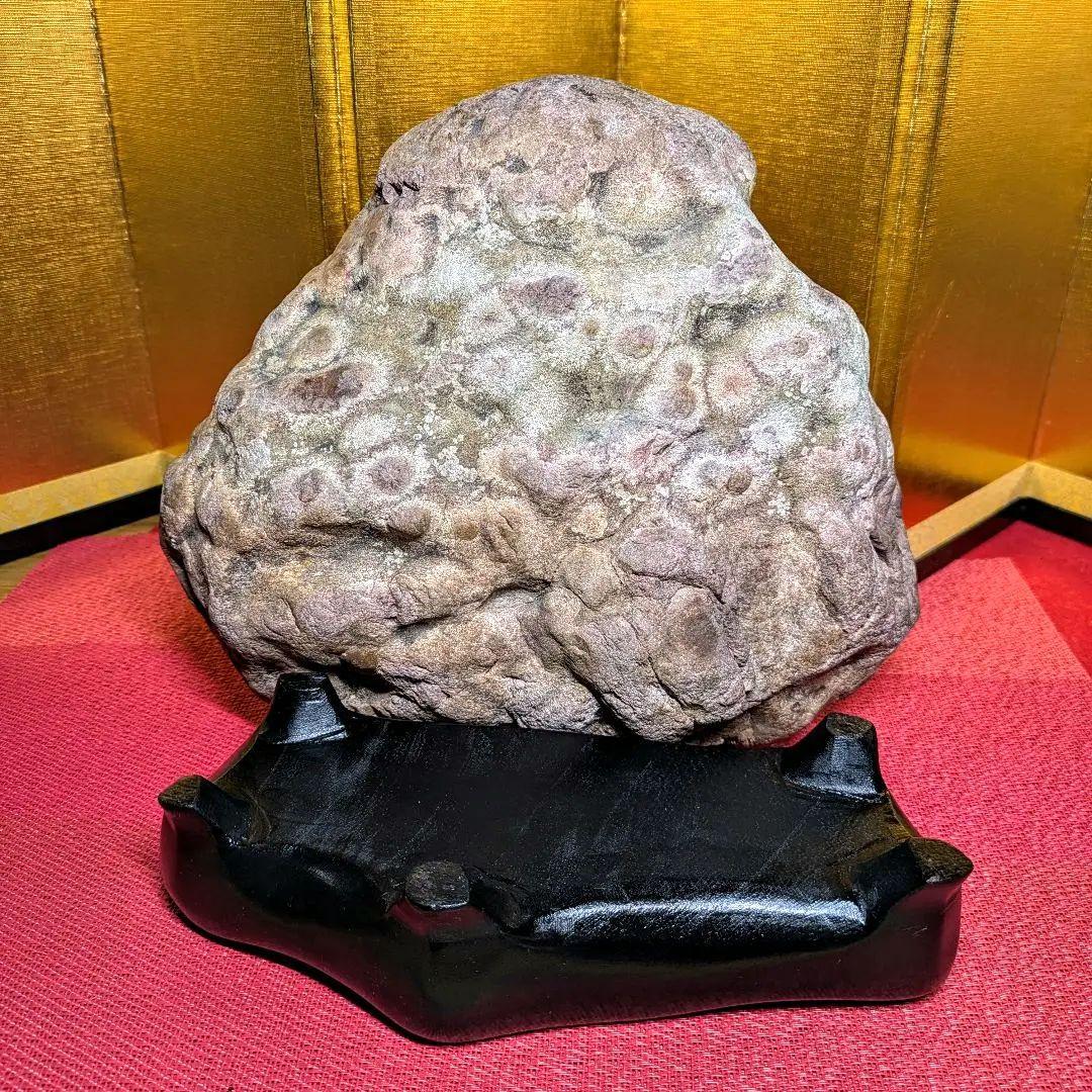 白山菊紋石 7㌔ 希少川ずれ 鑑賞石 観賞石 水石 盆石 天然石 置物 菊花石