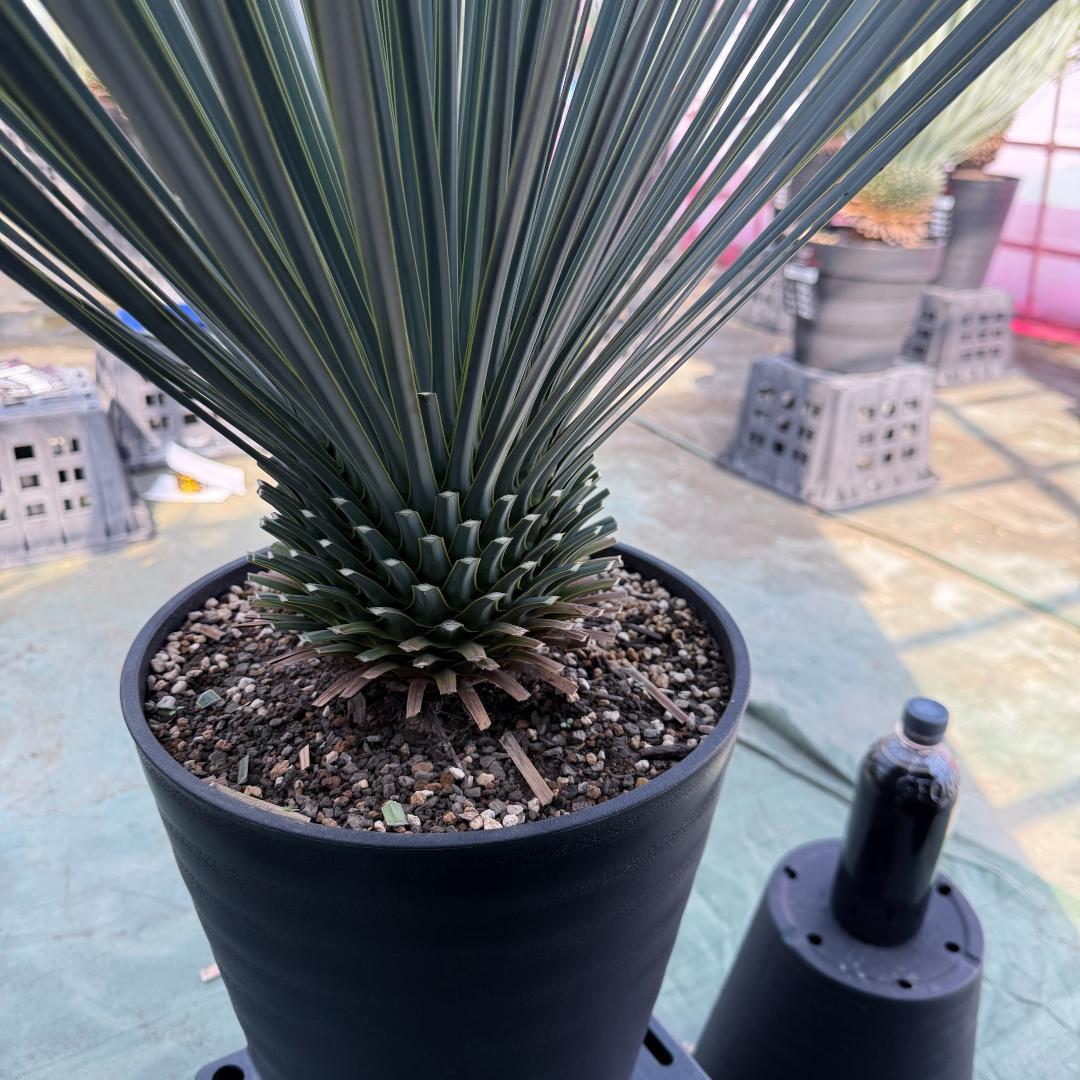 【AL1067】ユッカ　ロストラータ　ランチョブルー　数量限定販売