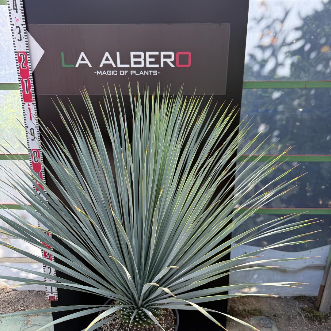 【AL1067】ユッカ　ロストラータ　ランチョブルー　数量限定販売