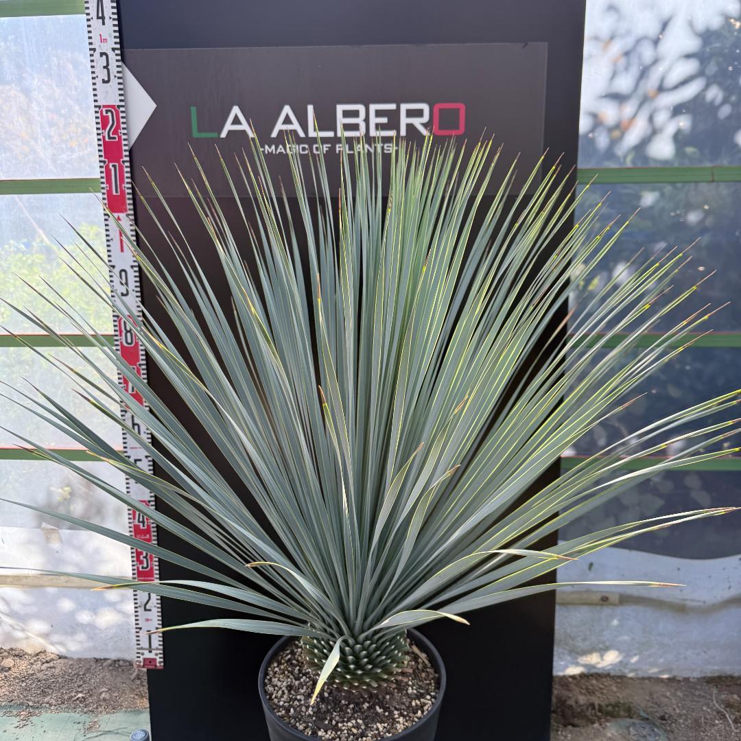 【AL1067】ユッカ　ロストラータ　ランチョブルー　数量限定販売