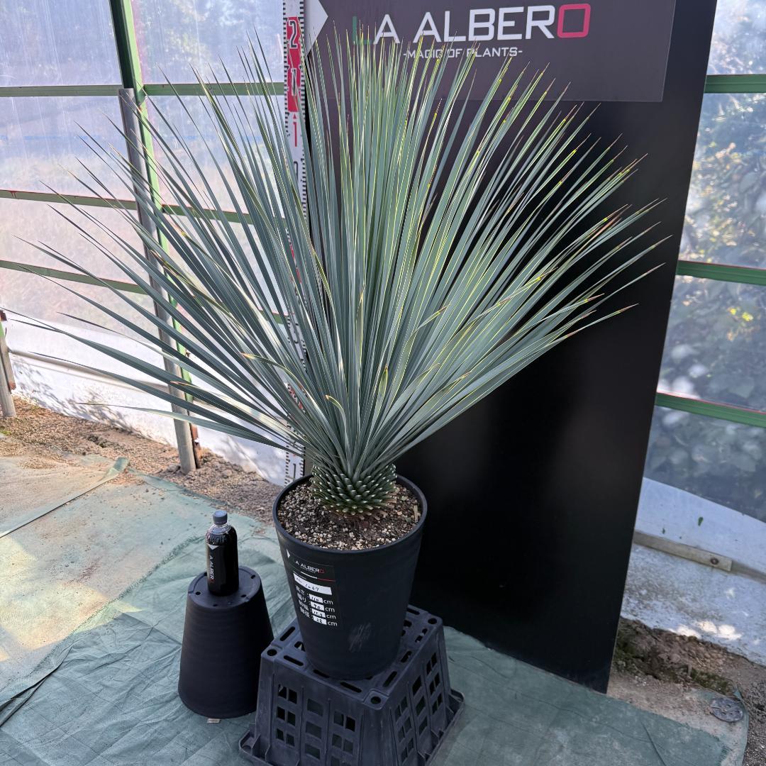 【AL1067】ユッカ　ロストラータ　ランチョブルー　数量限定販売