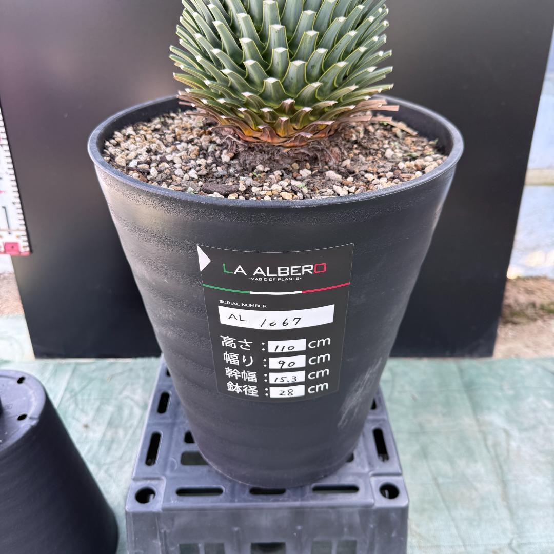 【AL1067】ユッカ　ロストラータ　ランチョブルー　数量限定販売