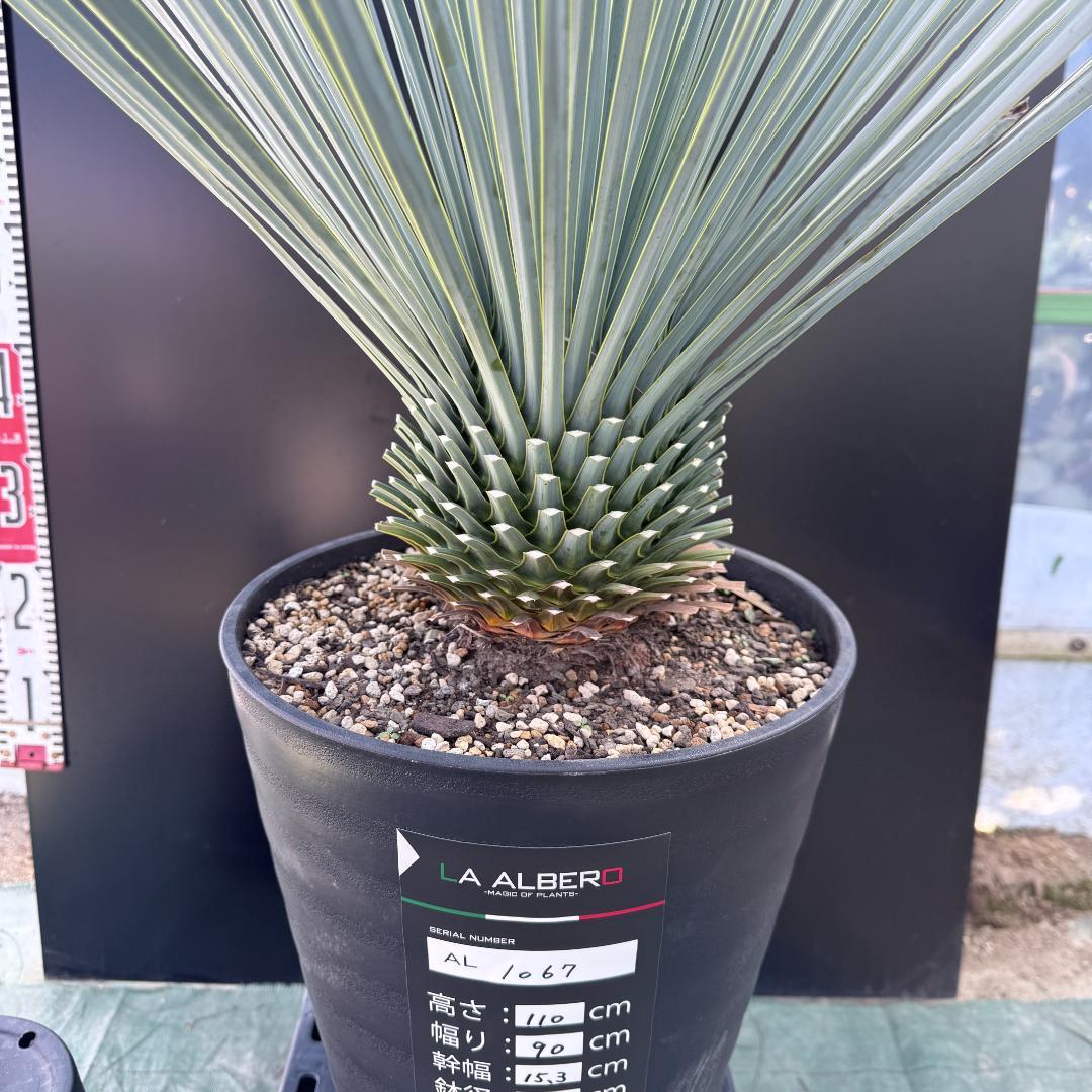 【AL1067】ユッカ　ロストラータ　ランチョブルー　数量限定販売