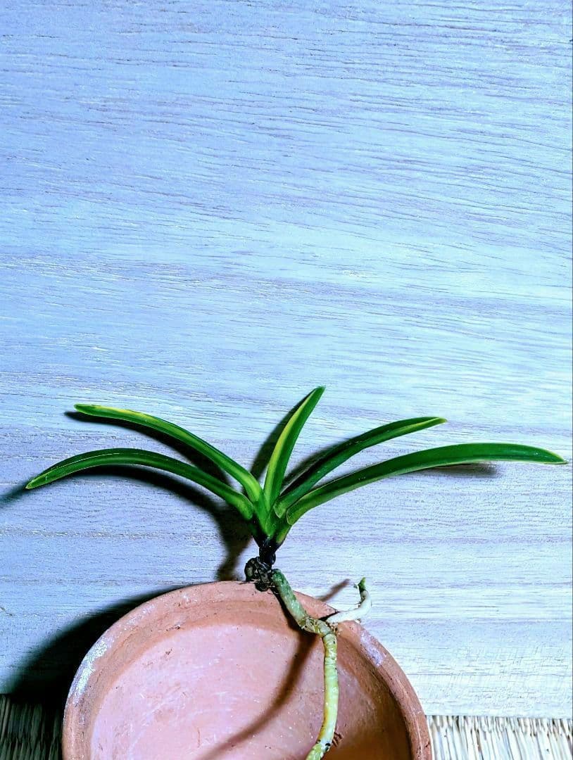 富貴蘭　三浦白牡丹