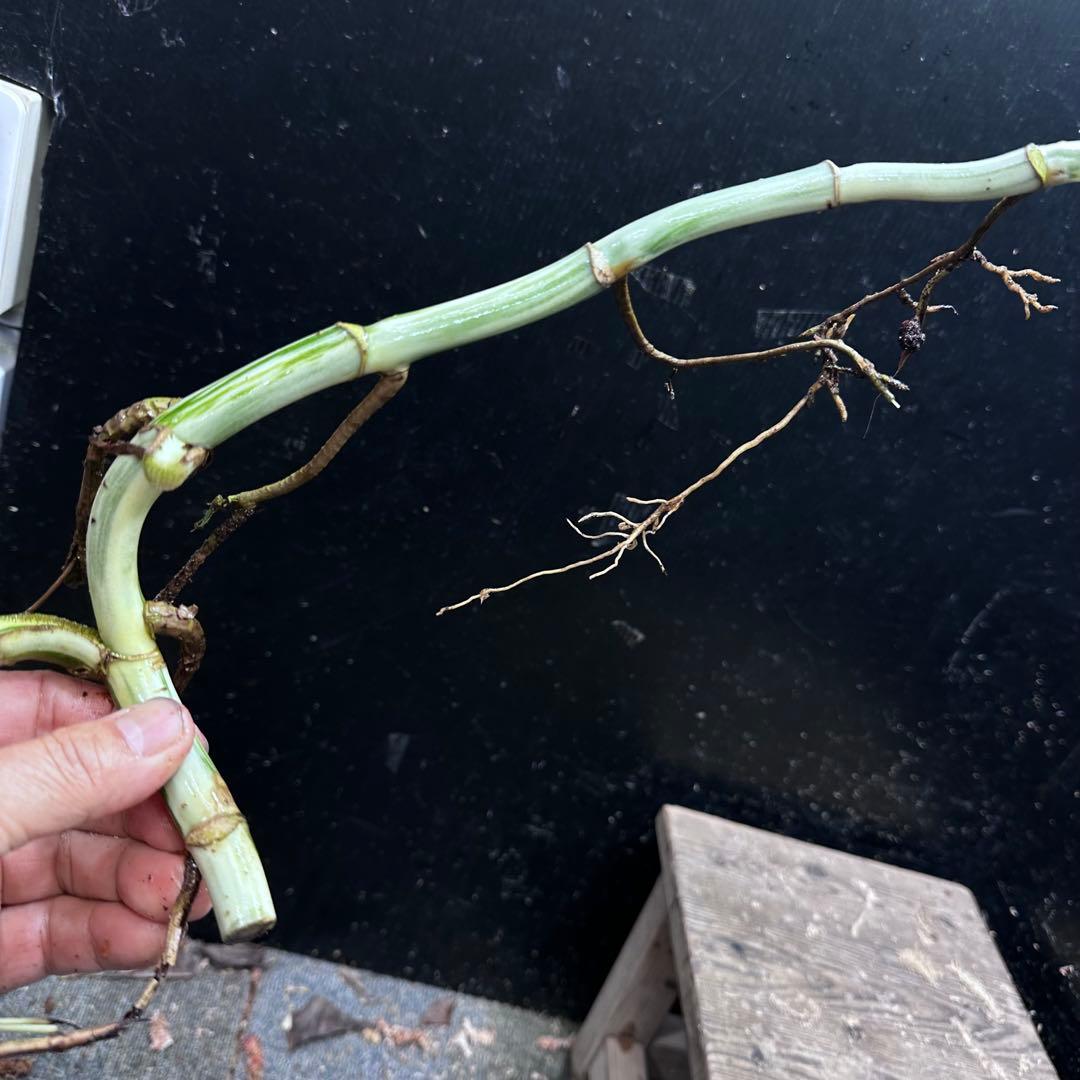 超*✿様 斑入りモンステラホワイトタイガー茎8株おまとめ