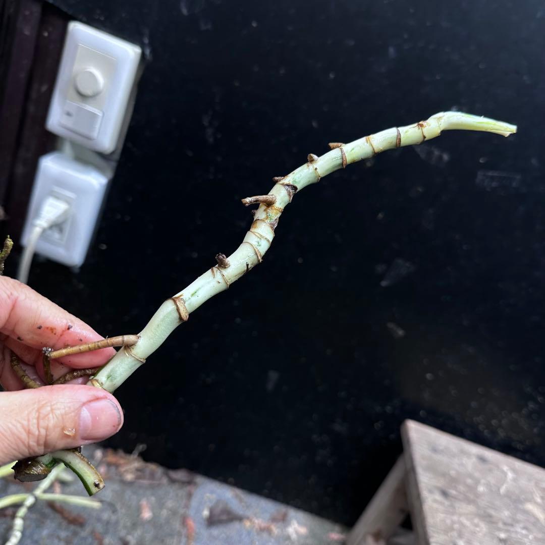 超*✿様 斑入りモンステラホワイトタイガー茎8株おまとめ