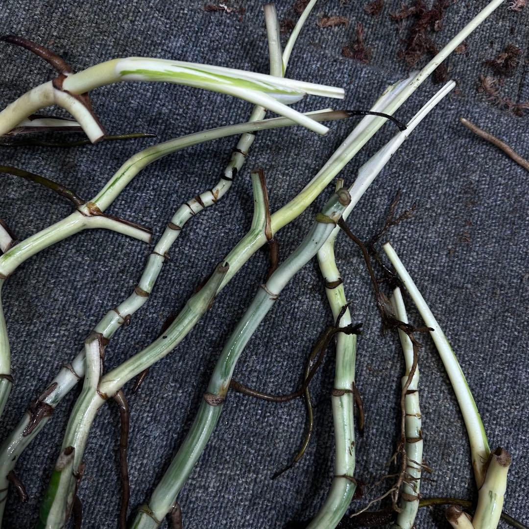 超*✿様 斑入りモンステラホワイトタイガー茎8株おまとめ